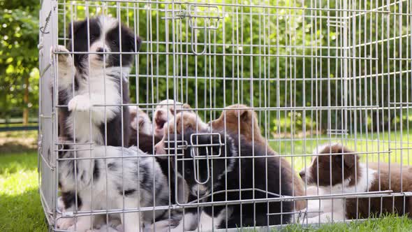 A Group of Cute Restless Puppies in a Cage on Grass  Closeup alt