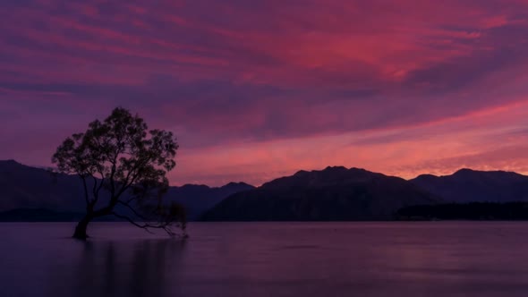 Wanaka Tree daybreak timelapse alt