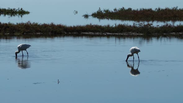 Royal spoonbill bird searching food by wading in shallow lake water. static shot alt