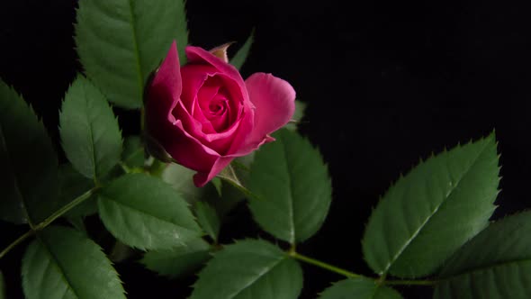 Time Lapse Blooming of a Rose Bud. Macro Video Close Up