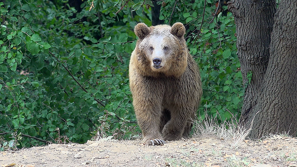 8K The Brown Bear is Coming in The Forest