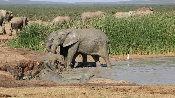 African Elephants Playing In Water - South Africa alt