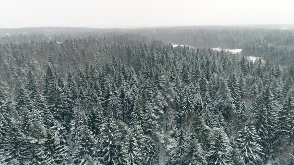 Winter Forest Aerial 3 alt