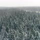 Winter Forest Aerial 3 - VideoHive Item for Sale
