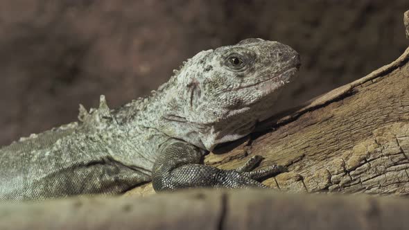 The Utila Iguana on a branch (Ctenosaura bakeri) is a critically endangered lizard species.