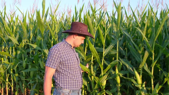 Agronomist in a Corn Field Studies the Harvest at Sunset alt