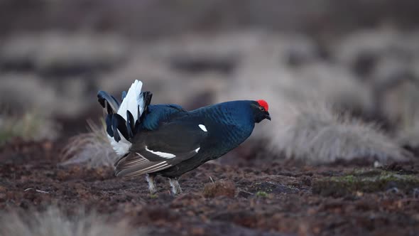 Black Grouse on Spring Bog Ready for Fighting alt