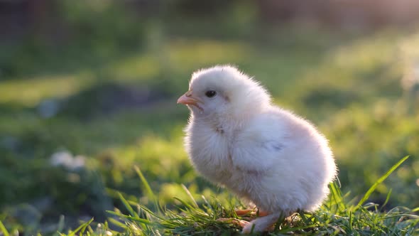 Close Up of a Little Baby Chicken Standing on the Green Grass on a Sunny Day alt