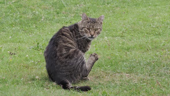 Tabby domestic cat cleans its fur