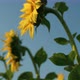 Sunflower Plant Blue Sky in Golden Sunlight Closeup - VideoHive Item for Sale