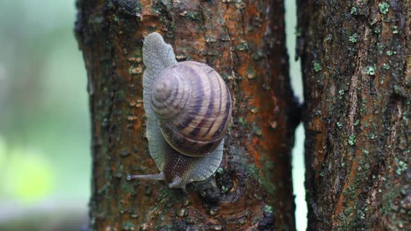 Snail on a Tree in the Garden