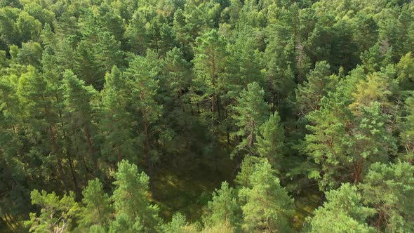 AERIAL: Flying Over Pine Trees and Broad-Leaved Tree Forest on Bright Day