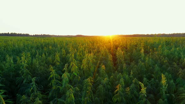 a Large Farm Field of Technical Cannabis at a Beautiful Sunset Slow and Low Flight Aerial Dron Shot alt