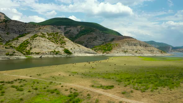 Cows grazing on green pasture near mountain river with moving clouds, aerial alt