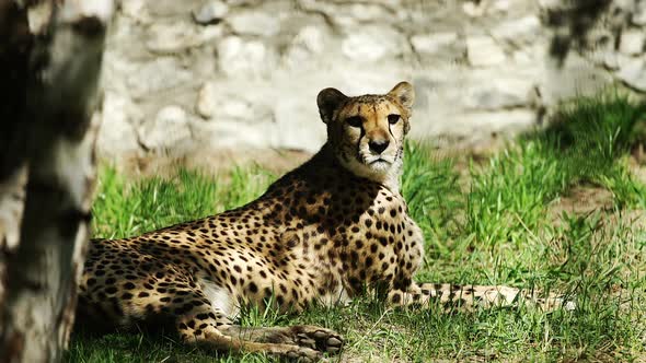 Gepard Resting In The Zoo