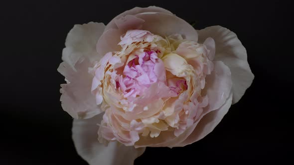 Close Up Time Lapse of Light Pink Beautiful Blooming Flowers on Black Background alt