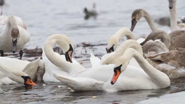 Feeding swans in winter