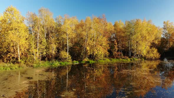 Russian Autumn Landscape with Birches, Pond and Reflection