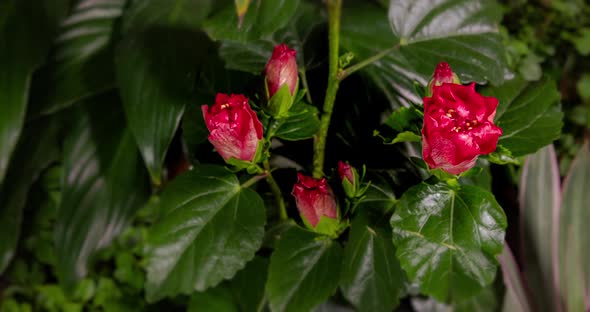 Time lapse of two blooming red hibiscus flower