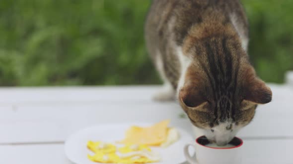 Cat Eats Cheese From the Table