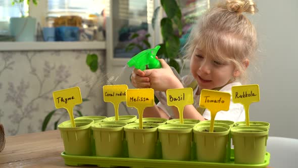 a Little Blonde Girl in an Apron is Engaged in Planting Seeds for Seedlings Spraying Planted Plants alt