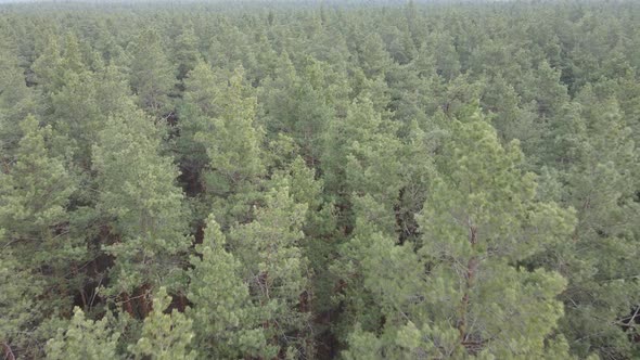 Trees in a Pine Forest During the Day Aerial View alt