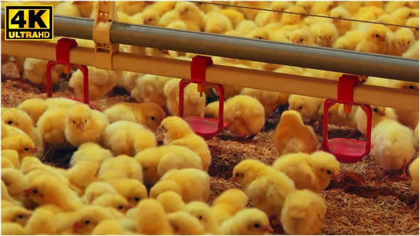 Chicks on the Farm (4K) alt