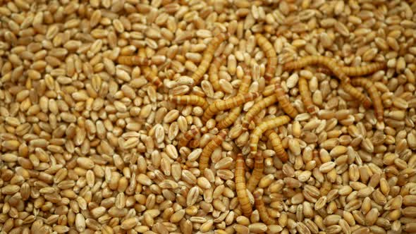 Mealworm Larvae Tenebrio Molitor Pest Worm Larva White on Grain Wheat Barley Cereal, Oats. Darkling