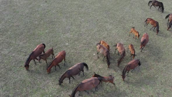 Horse Herd Feeding Aerial View