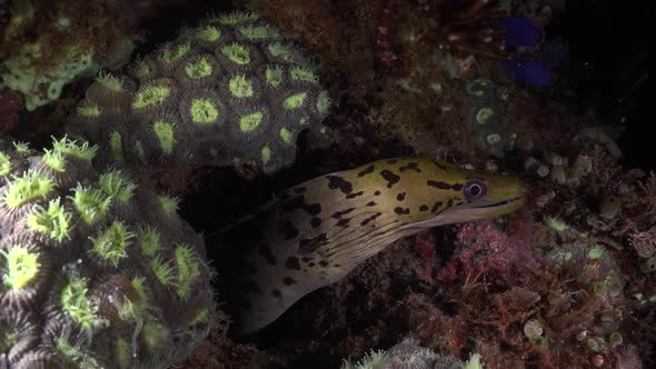 Fimbriated Moray Eel (Gymnothrax fimbriatus) on coral reef at night alt