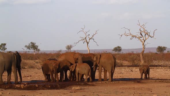 African bush elephant in Kruger National park, South Africa alt