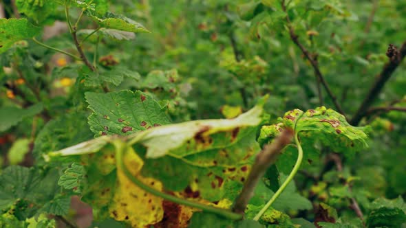 Traces Of Defeat By Leaf Gall Midges On Red Currant Leaves In Summer Sunny Day alt