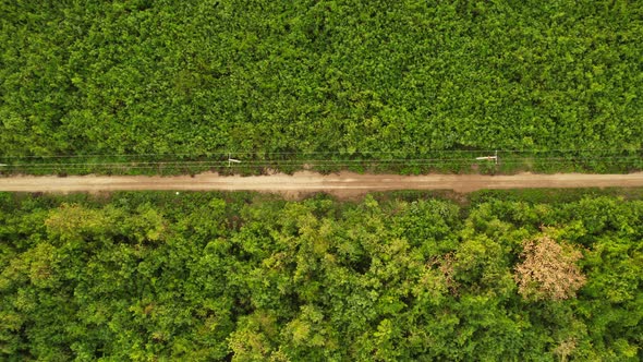 Top down aerial view flying over forest road.Green trees of woods growing both sides.