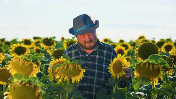 Cheerful Old Farmer with a Hat Stands Between Sunflower Crops alt