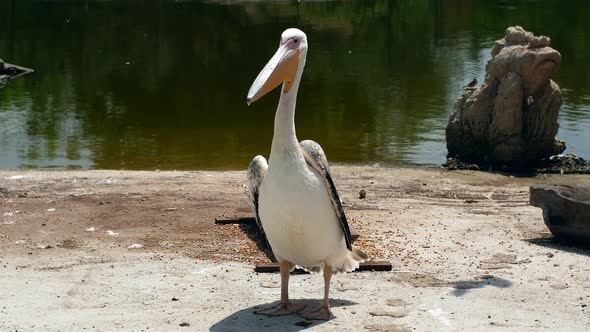 Alone pelican stands near a pond. Big bird with a large beak pelican close-up.