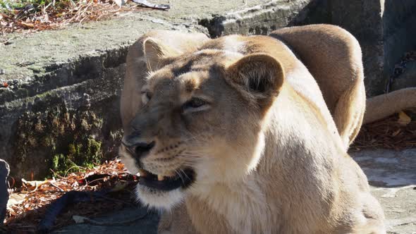 Asiatic lioness (Panthera leo persica). A critically endangered species.