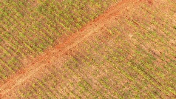 Sugar cane plantation sunset alt