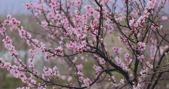 Pink sakura flower, Cherry blossom, Himalayan cherry blossom swaying in wind alt