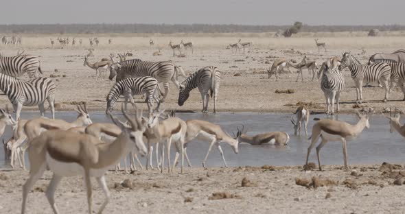 Super Busy African Waterhole