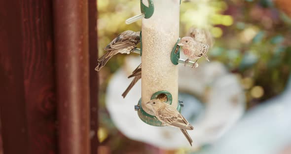 Small Bright Sparrows at Bird Feeder with Blurry Green Garden on Background alt