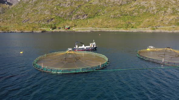 Farm Salmon Fishing in Norway alt