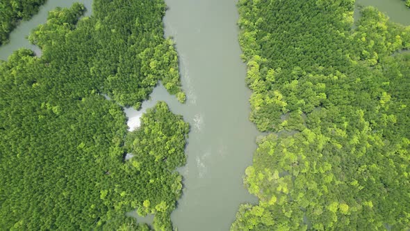 Aerial view Tilt up drone camera of beautiful mangrove forest tree in the morning alt