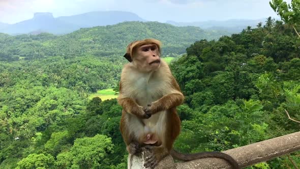 Toque Macaque (Macaca Sinica) siting on the fence in green jungle, red ape.