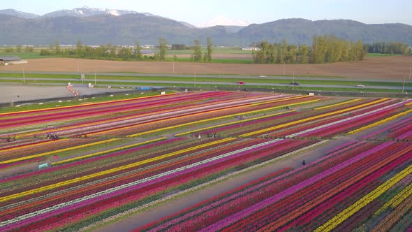 Aerial drone view of tulip flowers fields growing in rows of crops alt