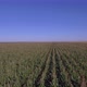 Corn Field In Summer - VideoHive Item for Sale