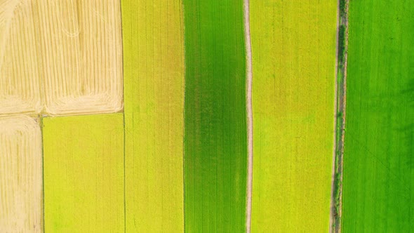 4K Aerial view of agriculture in rice fields for cultivation alt