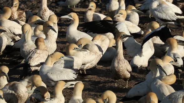Breeding Cape Gannet Colony alt