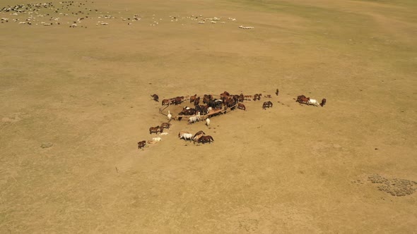 Herd of horses around fence with sheep and river in Mongolian steppe in sunny daytime, circular aeri alt