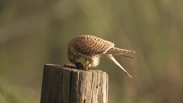 Hungry commons kestrel, Falco tinnunculus eating mice on a wood post. alt