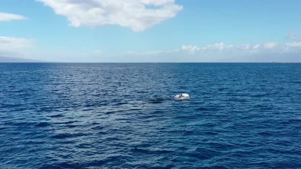 A whale calf swims and smacks it fluke in the Pacific Ocean off Maui's coast alt